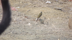 Motacilla flava thunbergi
