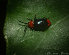 Phyllocharis gracilis