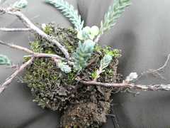 Petrosedum ochroleucum