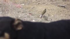Motacilla flava thunbergi