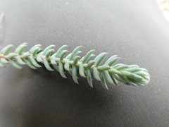 Petrosedum ochroleucum