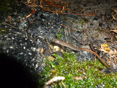 Eurycea quadridigitata