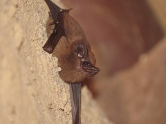 Peropteryx
