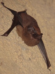 Peropteryx