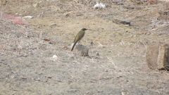 Motacilla flava thunbergi