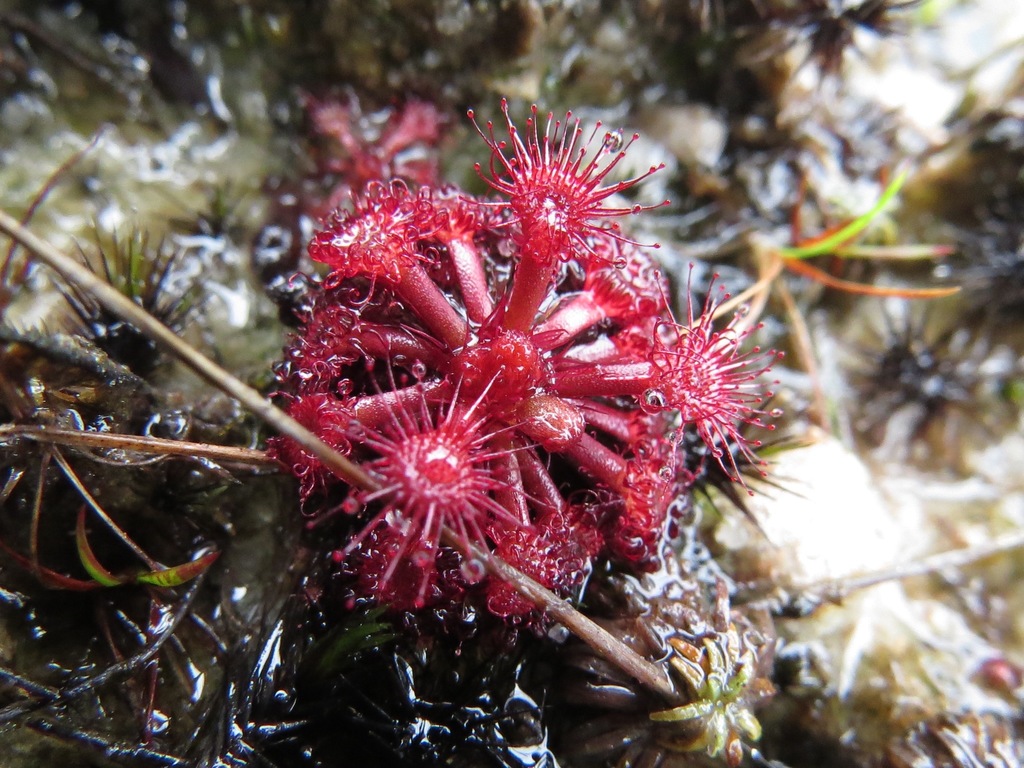 Drosera felix
