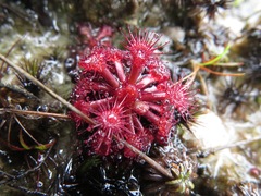 Drosera felix