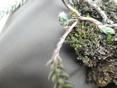 Petrosedum ochroleucum