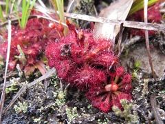 Drosera felix
