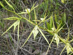 Brassia