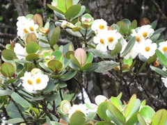Clusia crassifolia