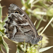 Striped Grayling - Photo (c) Ramón, some rights reserved (CC BY-NC-ND)