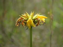 Orectanthe sceptrum