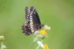 Catasticta flisa flisa