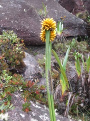 Stegolepis guianensis