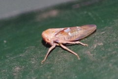 Tremulicerus fulgidus