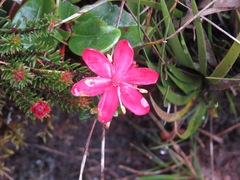 Ledothamnus sessiliflorus