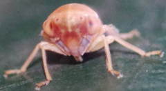 Tremulicerus fulgidus