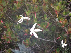 Maguireothamnus speciosus