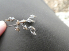 Petrosedum ochroleucum