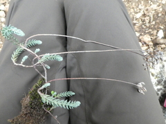 Petrosedum ochroleucum