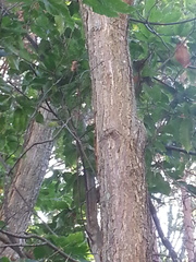 Castanea