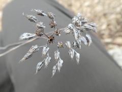 Petrosedum ochroleucum