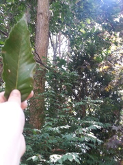 Castanea