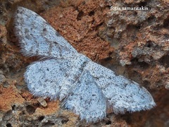 Idaea camparia