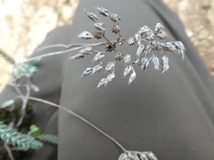 Petrosedum ochroleucum