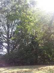 Castanea