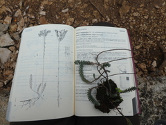 Petrosedum ochroleucum