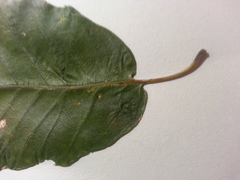 Castanea