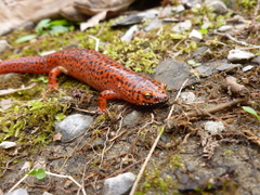 Pseudotriton ruber schencki