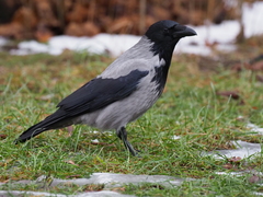 Corvus cornix