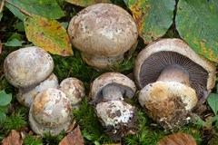 Cortinarius luhmannii