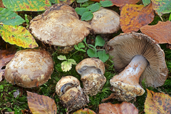 Cortinarius luhmannii