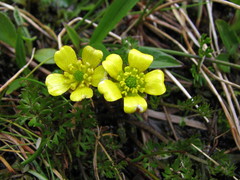 Ranunculus gracilipes