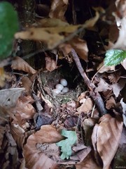 Troglodytes troglodytes