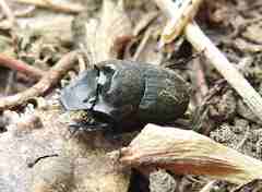 Onthophagus verticicornis