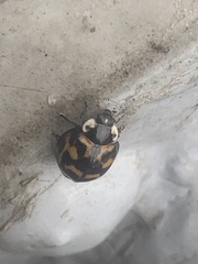 Harmonia axyridis