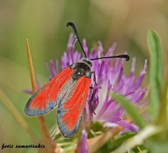 Zygaena punctum