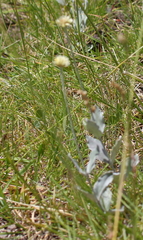 Pfaffia gnaphalioides