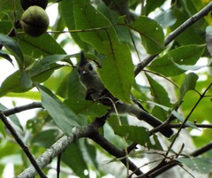Baeolophus atricristatus