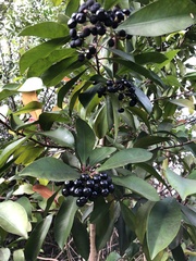 Ardisia elliptica