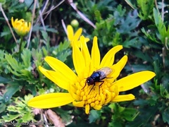Euryops chrysanthemoides