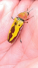 Conognatha percheronii