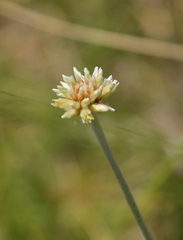 Pfaffia gnaphalioides