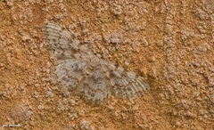 Scopula luridata