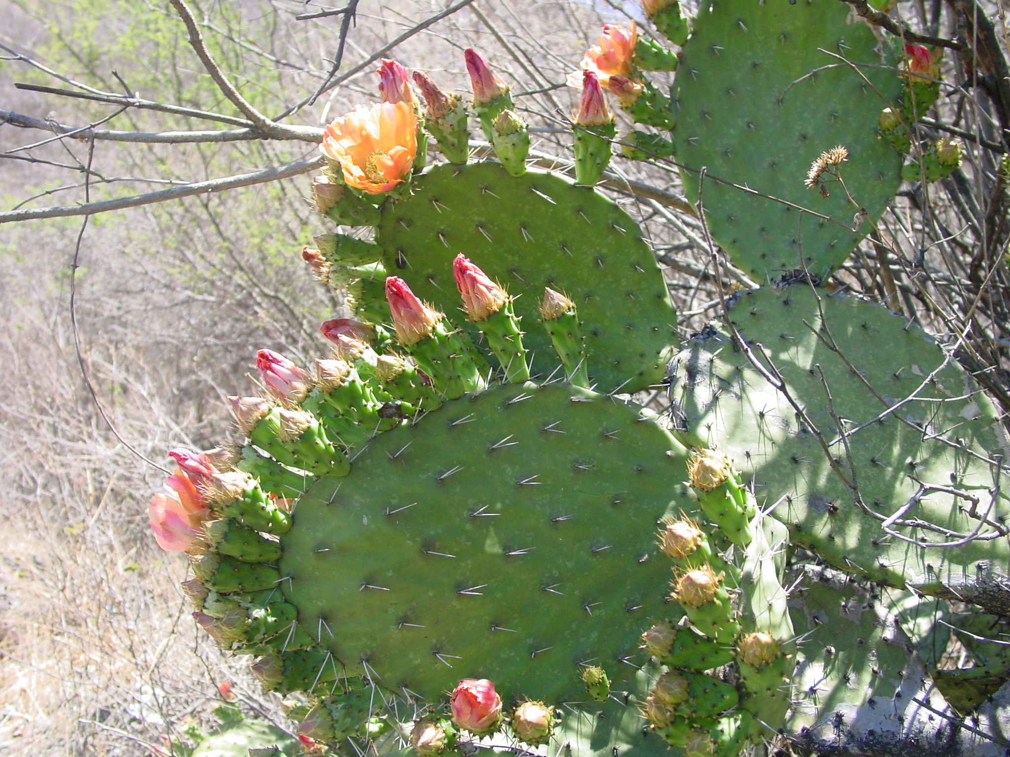 Opuntia depressa